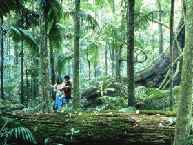 Binna Burra QLD Tourism Brisbane