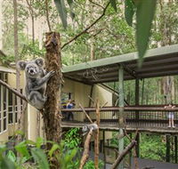 Daisy Hill Koala Centre - Brisbane 4u