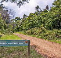 Antarctic Beech picnic area - Brisbane Tourism