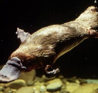 Platypus Pool - Tourism Brisbane