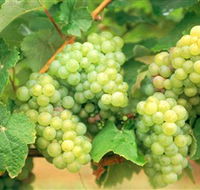 Red Tail Wines - Brisbane Tourism