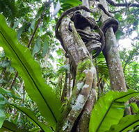 Tamborine Rainforest Skywalk - Tourism Brisbane