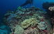 Flinders Reef Dive Site - thumb 2