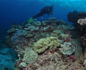 Flinders Reef Dive Site - Tourism Brisbane 2