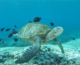Flinders Reef Dive Site - Tourism Brisbane 0