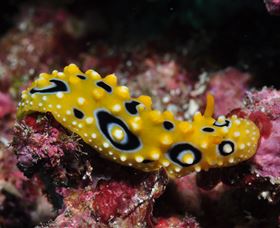 Flinders Reef Dive Site - Tourism Brisbane 1