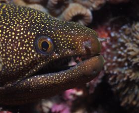 Flinders Reef Dive Site - Tourism Brisbane 3