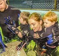 Irukandji Shark and Ray Encounters