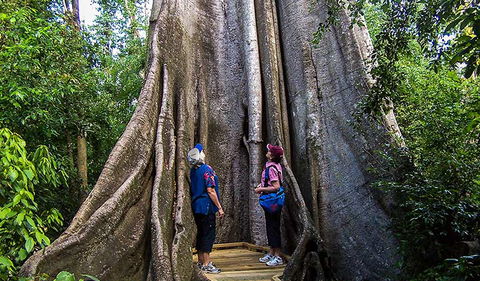 Wingham Brush Nature Reserve - Brisbane Tourism 1