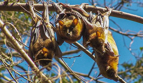 Wingham Brush Nature Reserve - Brisbane Tourism 2