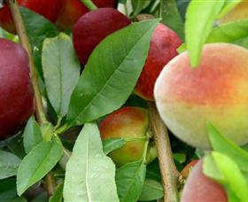 Allgomera ACT Tourism Brisbane