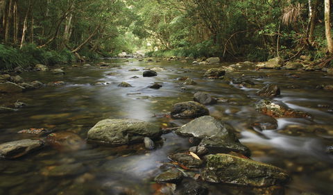 Plateau Circuit Loop Trail - Brisbane Tourism 0