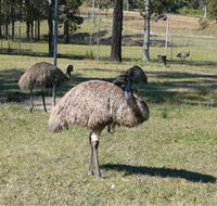 Glen Ian Ostrich and Emu Farm - Tourism Brisbane