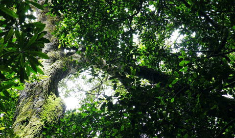 Wollumbin National Park - Brisbane Tourism 1