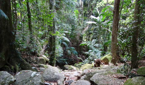 Wollumbin National Park - Brisbane Tourism 2