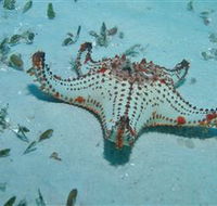 The Pines Dive Site - Tourism Brisbane