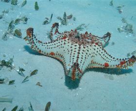 The Pines Dive Site - Tourism Brisbane 0