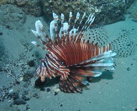 The Pines Dive Site - Tourism Brisbane 1