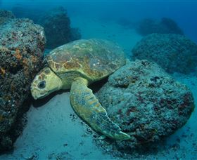 The Pines Dive Site - Tourism Brisbane 3