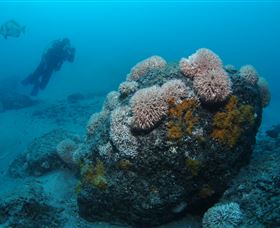 The Pines Dive Site - Tourism Brisbane 2