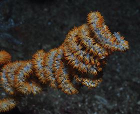 Gotham City Dive Site - Tourism Brisbane 1