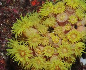 Gotham City Dive Site - Tourism Brisbane 2