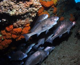 Gotham City Dive Site - Tourism Brisbane 3