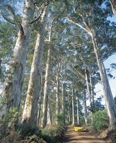 The Great Forest Trees Drive - Tourism Brisbane 0