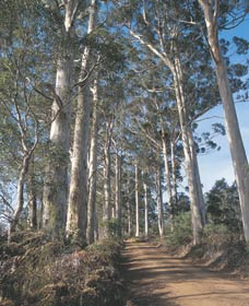 The Great Forest Trees Drive - Tourism Brisbane 1