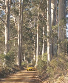 The Great Forest Trees Drive - Tourism Brisbane 2