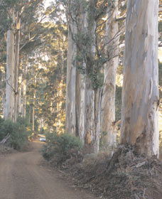 The Great Forest Trees Drive - Tourism Brisbane 3