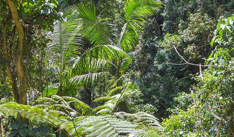 Goorgana Walking Track - Brisbane Tourism 1