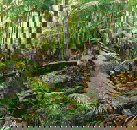 Wollumbin-Mount Warning National Park - Tourism Brisbane