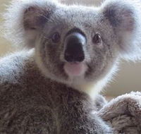 Koala Care Centre in Lismore - Tourism Brisbane