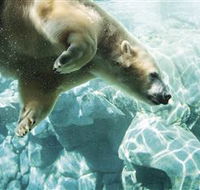 Australia's Sea World - Brisbane 4u