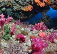 Cherubs Cave Dive Site - Brisbane Tourism