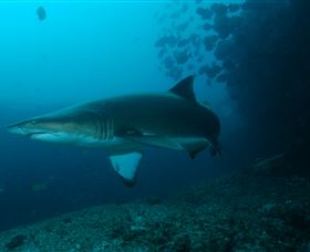 Henderson Rock Dive Site - Brisbane Tourism 1