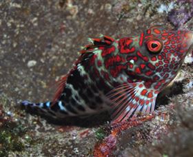 Henderson Rock Dive Site - Brisbane Tourism 3