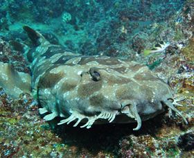 Henderson Rock Dive Site - Brisbane Tourism 2
