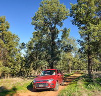 Wallingat Forest drive - Brisbane Tourism
