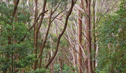 Ulidarra National Park - Tourism Brisbane 1