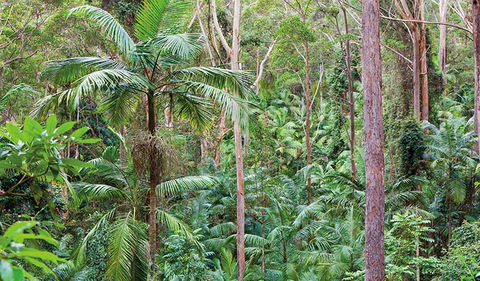 Ulidarra National Park - Tourism Brisbane 3