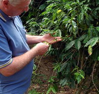 Wombah Coffee Plantation - Tourism Brisbane