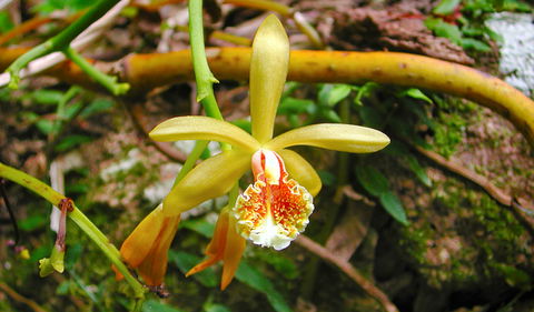 Falls Walking Track - Tourism Brisbane 1