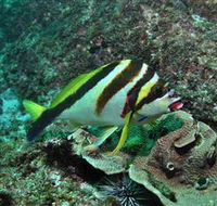 Palm Beach Reef Dive Site - Tourism Brisbane