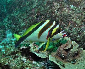 Palm Beach Reef Dive Site - Tourism Brisbane 0
