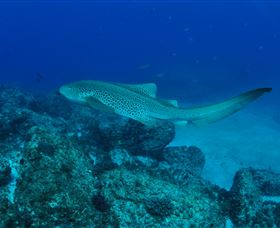 Palm Beach Reef Dive Site - Tourism Brisbane 1