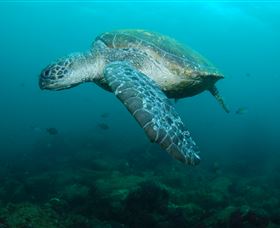 Palm Beach Reef Dive Site - Tourism Brisbane 2