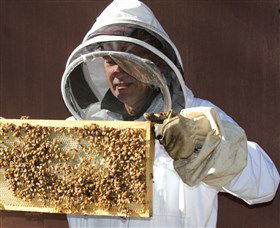 Superbee Honeyworld Gold Coast - Tourism Brisbane 1