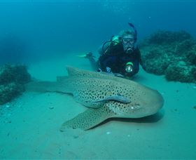 Manta Bommie Dive Site - Brisbane Tourism 1